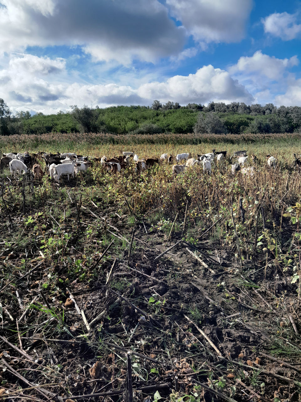 Вынд 100 капре