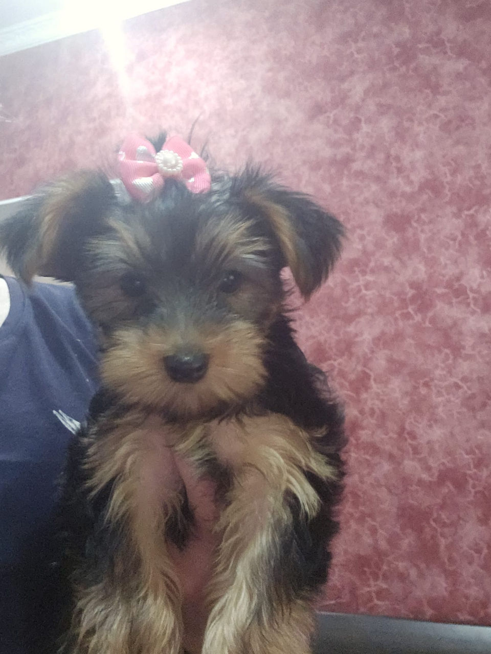 Urgent! Vând Cățea Yorkshire Terrier foto 0