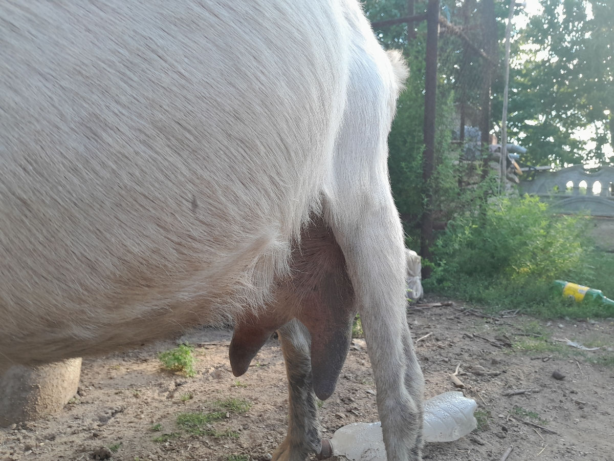 Vand o capra foto 3