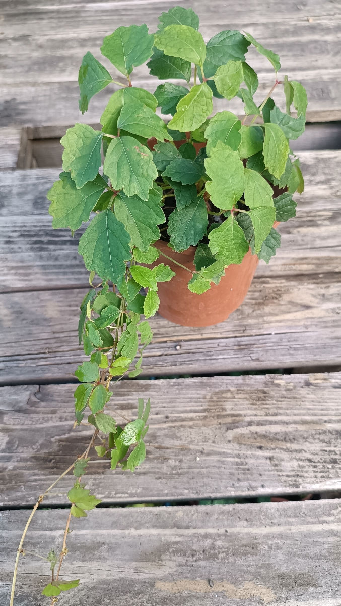 Vita japoneza (девичий виноград) foto 5