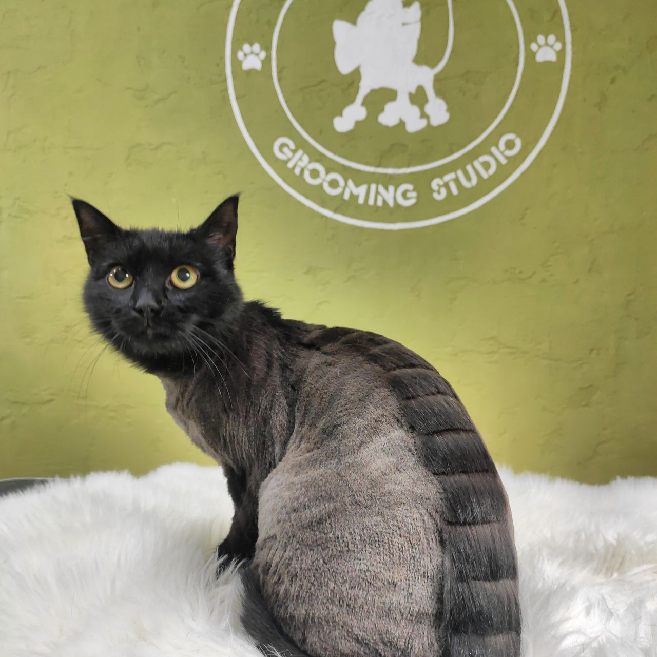 "Arlechino Grooming Studio". Буюканы. Стрижка кошек. фото 6