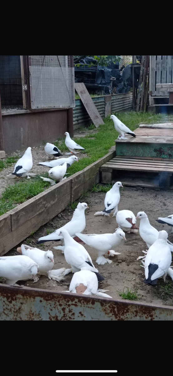 Hulubi foto 6