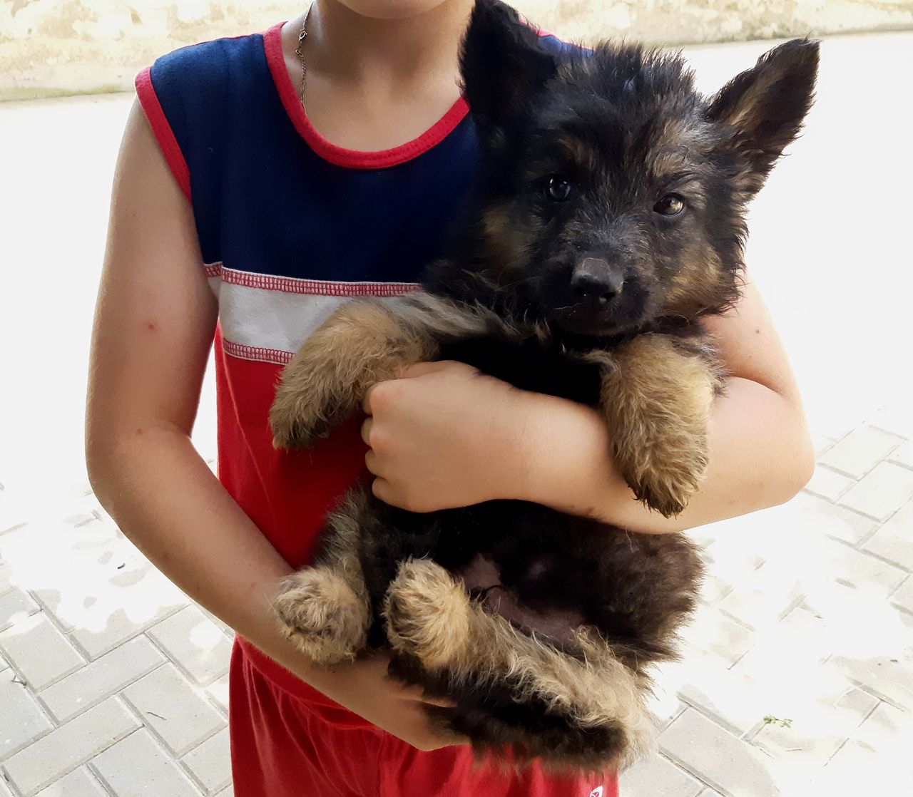 корм german shepherd немецкая овчарка. 5 месяца. чистокровная немецкая овчарка щенок. щенок немецкой овчарки 1 месяц. щенки немецкой овчарки 4 недели.
