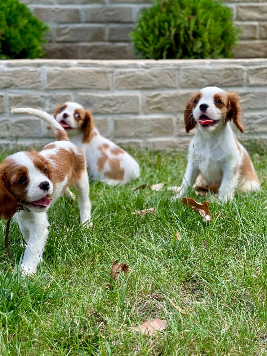 Кавалер чарльз кинг спаниель Cavalier King Charles Spaniel foto 8