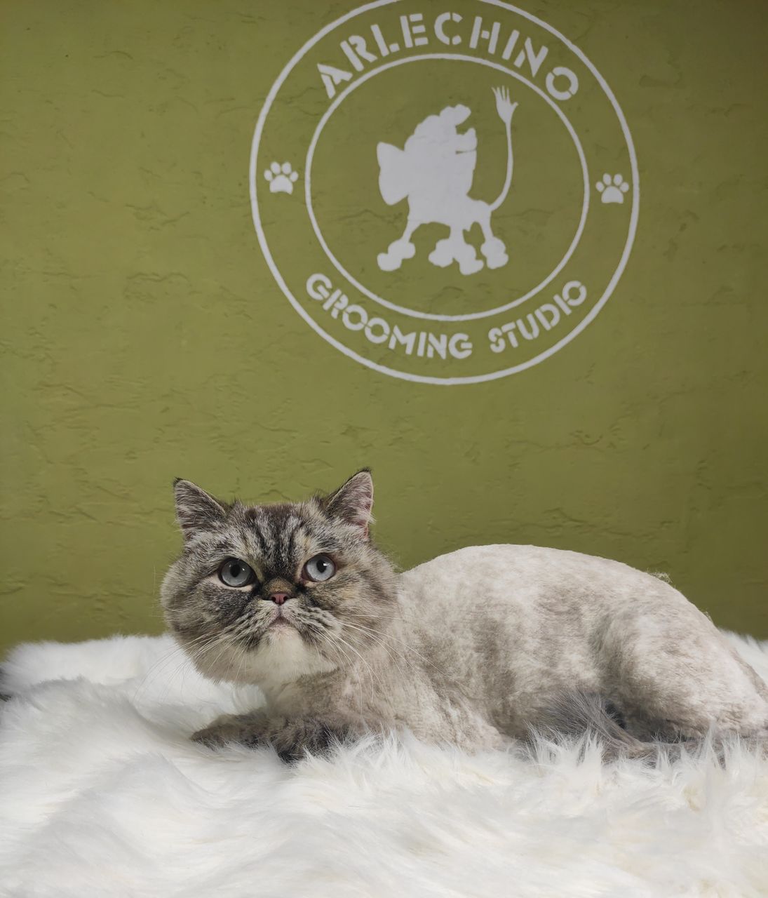 "Arlechino Grooming Studio". Buiucani. Îngrijirea pisici. foto 7