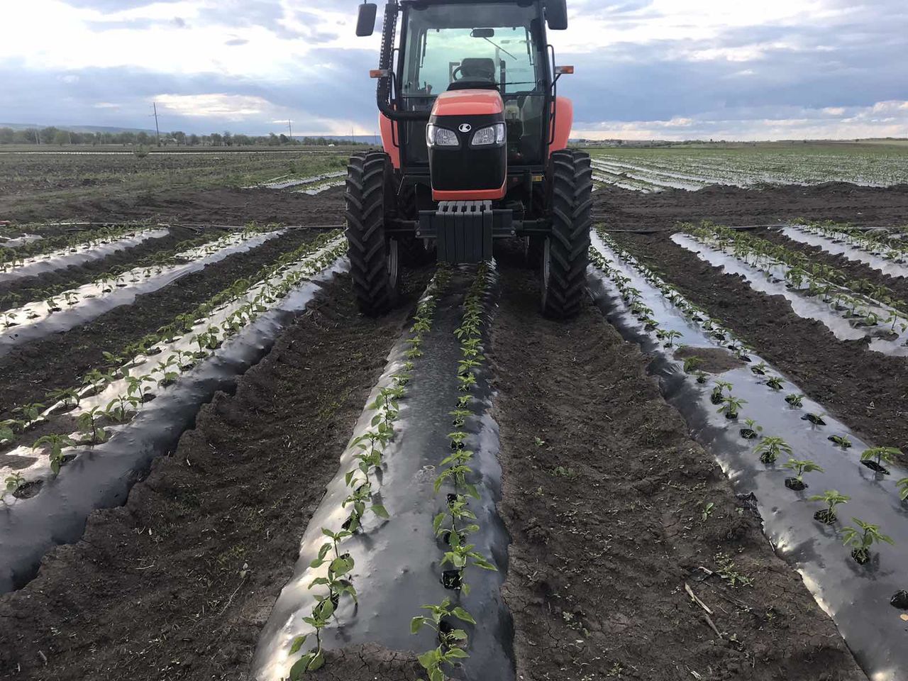Set 2+2;2+4;4+4 pentru cultivat erbicidat omologat la 76 modele de tractor фото 8