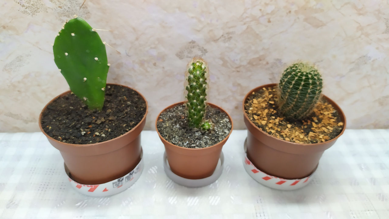 Cactus.Livrare. / Кактус. Доставка. foto 9