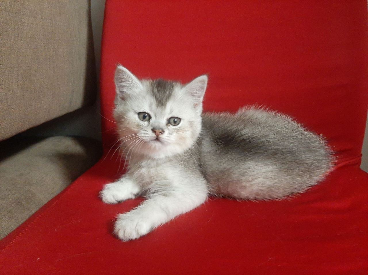 Плюшевые котята