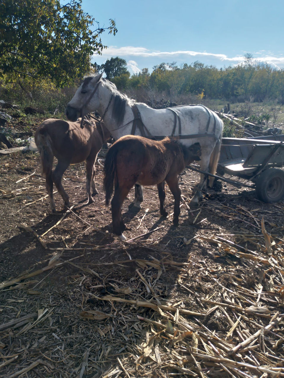 Продам 2 тельные телки и 2 жеребенка 7- ми месячные
