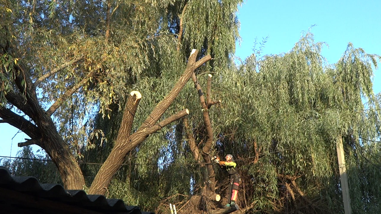 Defrisare arbori de orice dimensiuni si greutate.Arborist/Распиловка деревьев в труднодоступных мест foto 9