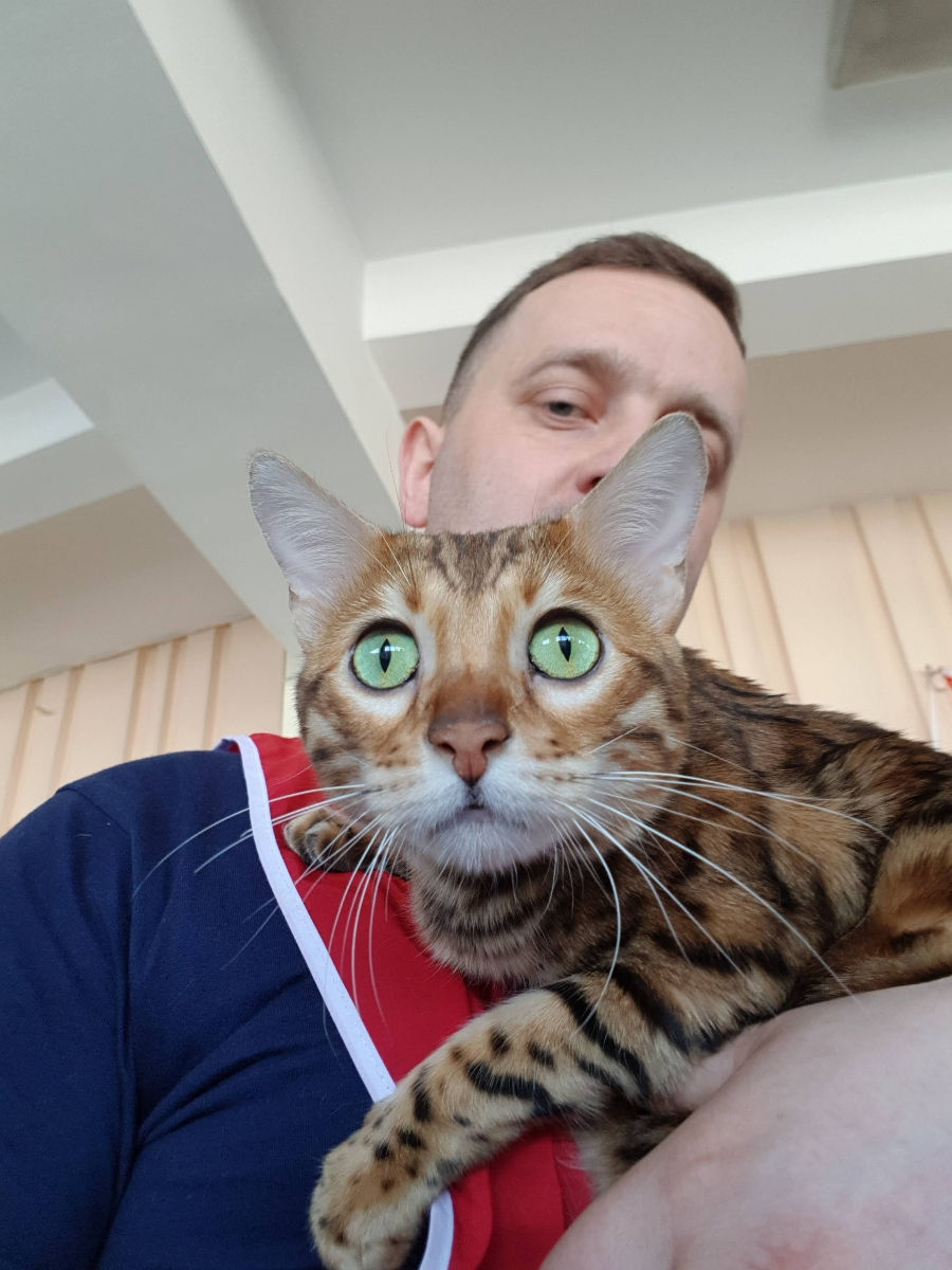 Bengal Бенгальский котёнок из питомника с 10 летним стажем.