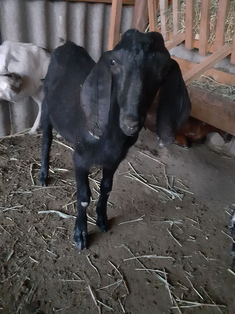 Vind capre  foto 6
