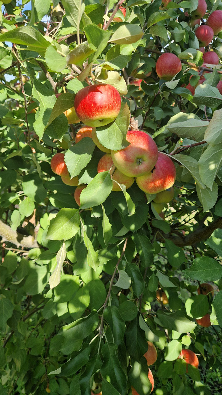 mere champion, golden, gloster, pentru piata locala pret 3 lei, calibru 6+