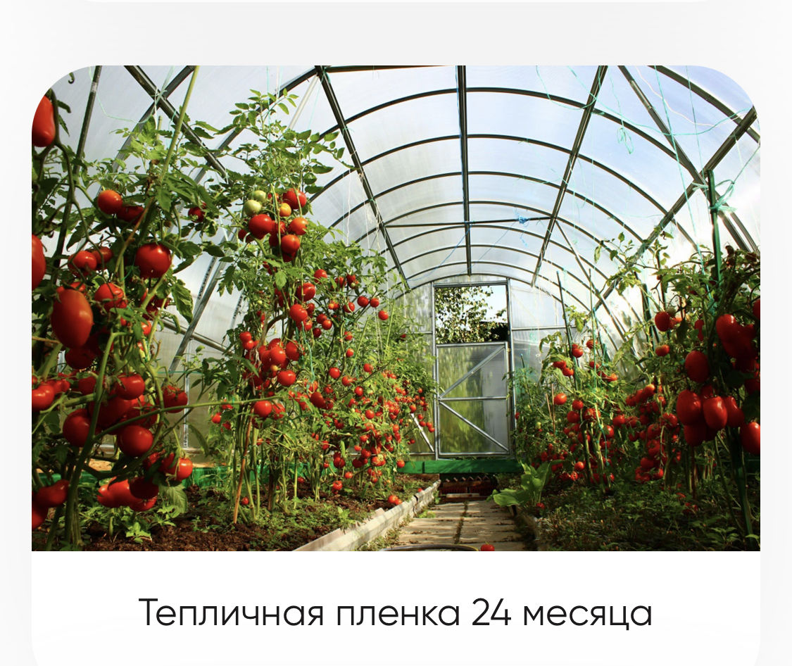 томат новичок урожайность фото
