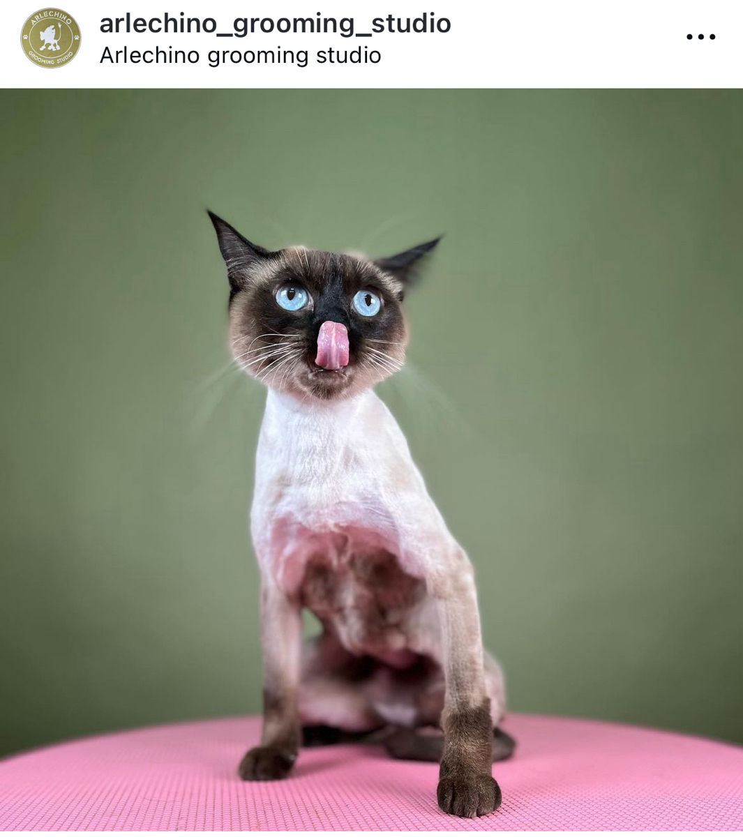 "Arlechino Grooming Studio". Буюканы. Стрижка кошек. foto 8