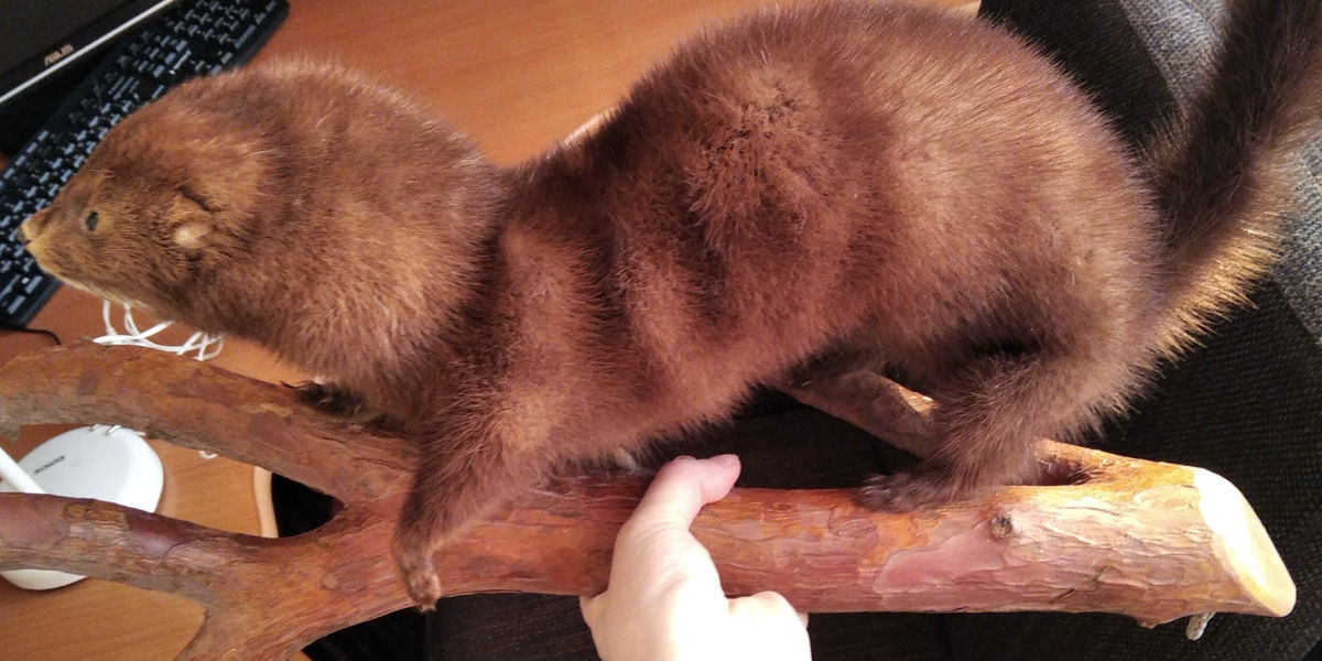 Animale împăiate чучело с шкурой foto 0