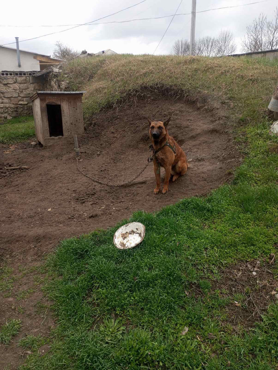 Vând câine ciobănesc belgian malinois  foto 3