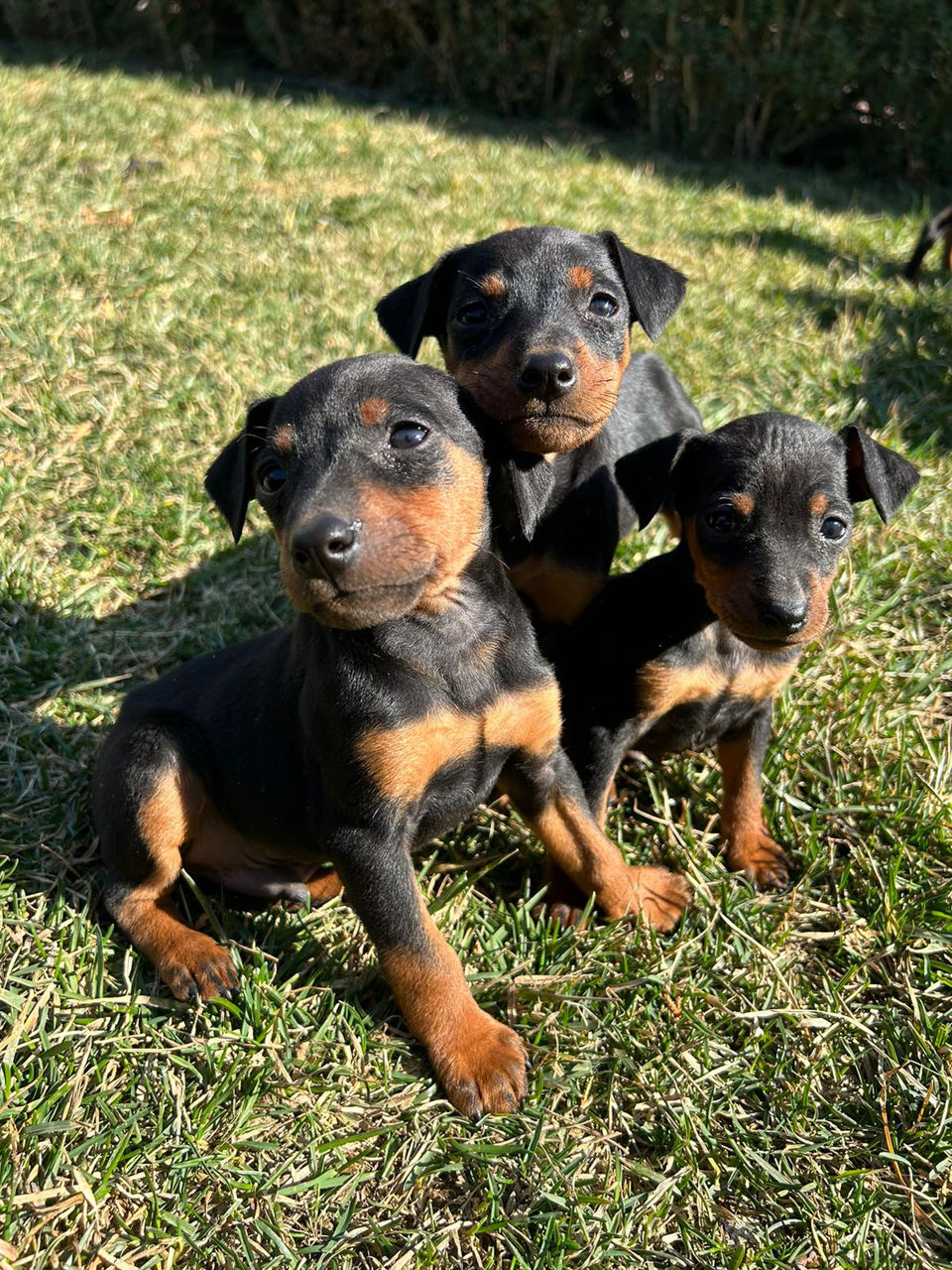 Zwergpinscher foto 0