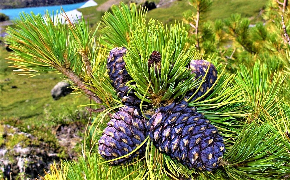 Сибирская сосна растет. Кедр Сибирский Pinus sibirica. Сосна Кедровая Сибирская/Pinus sibirica. Сосна Кедровая Pinus sibirica. Сосна́ Сиби́рская Кедро́вая (Pínus sibírica).