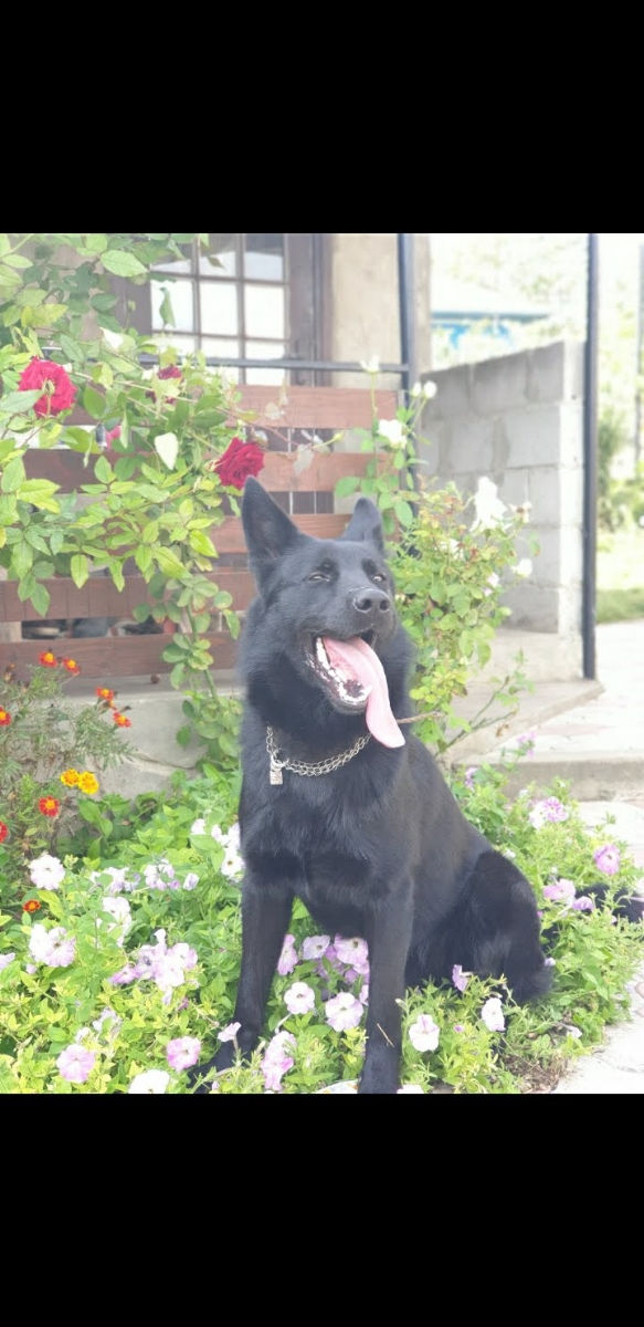 Ciobănesc german negru foto 1