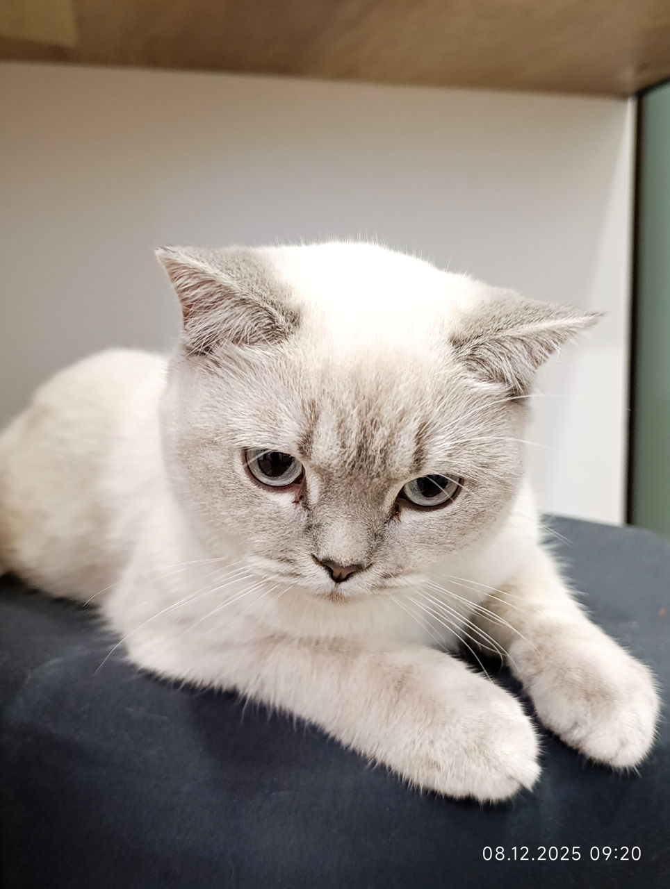 Motanas 5 luni foto 3