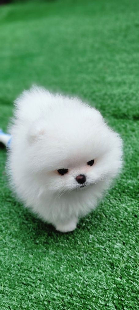 Микро Super мини Mini toy (spitz pomeranian) тип мишка фото 0