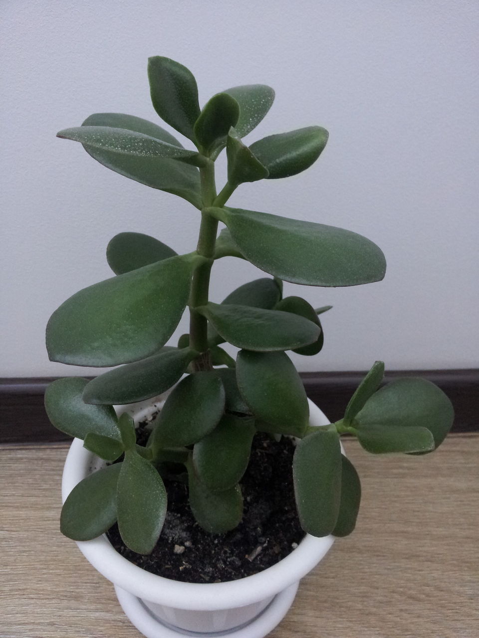 Денежное дерево (30cm)