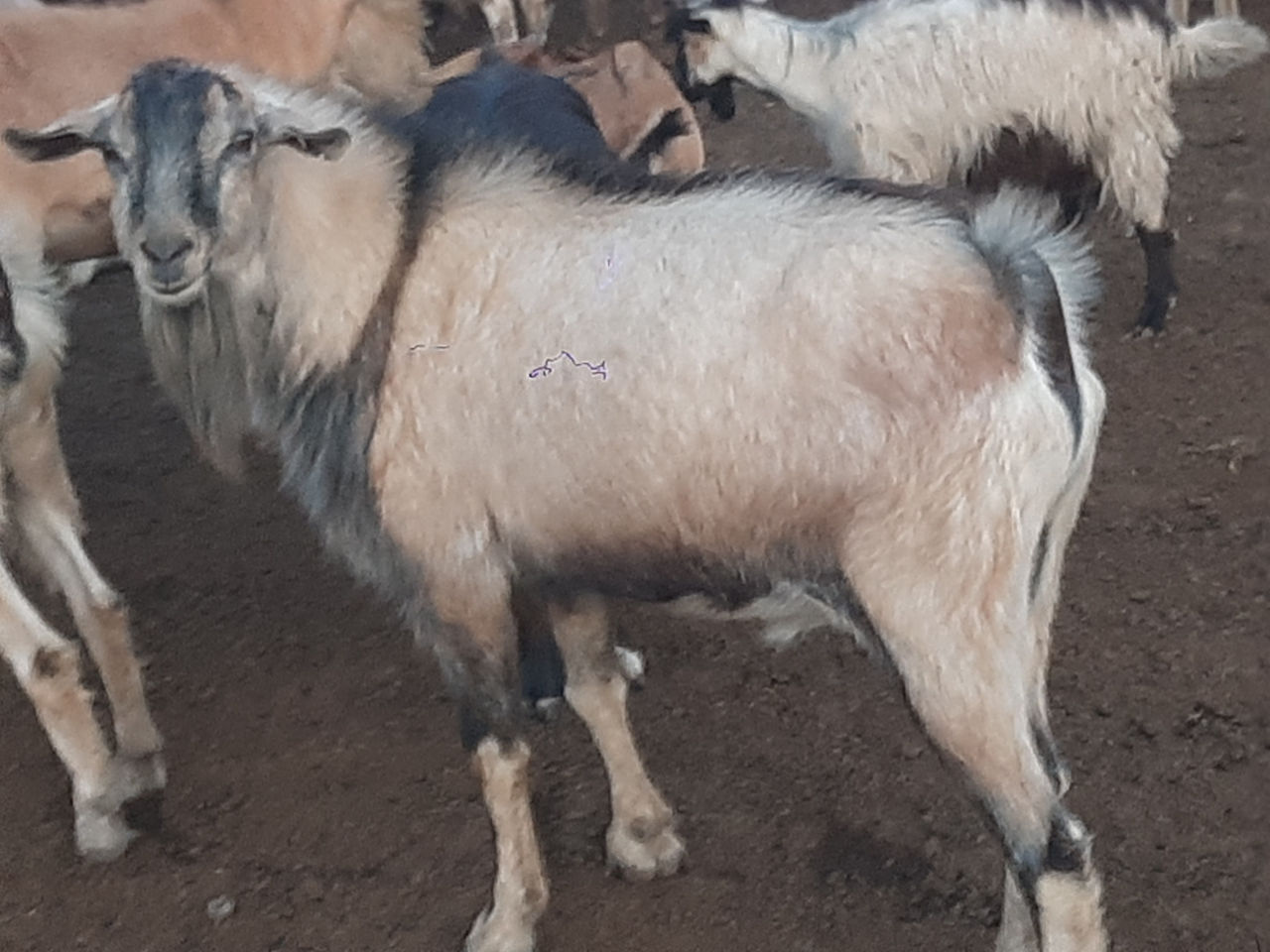 Продам козла