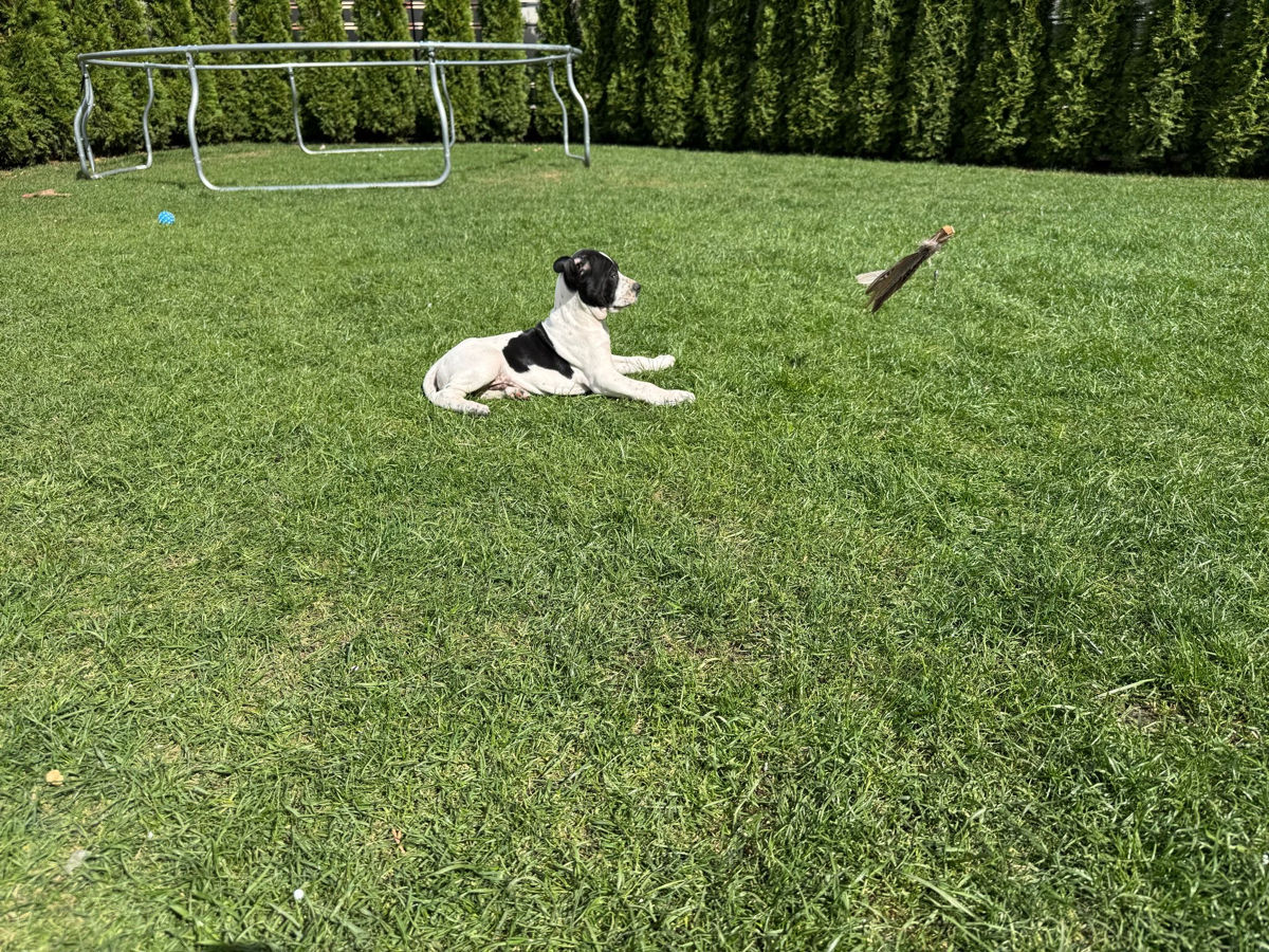 Pointer englez . Английский принтер  foto 2