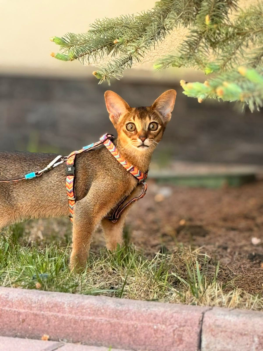 Абисинские котята. foto 8