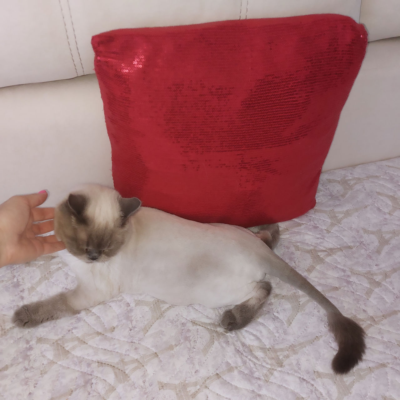 Стрижка котов с выездом на дом! фото 8
