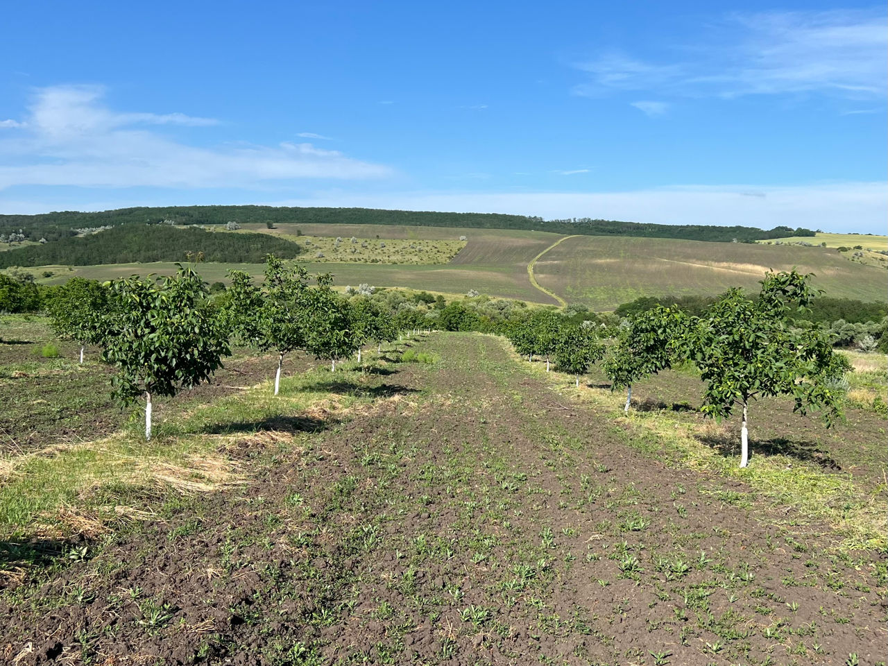 Livadă de nuci, de soi Pescianski foto 0