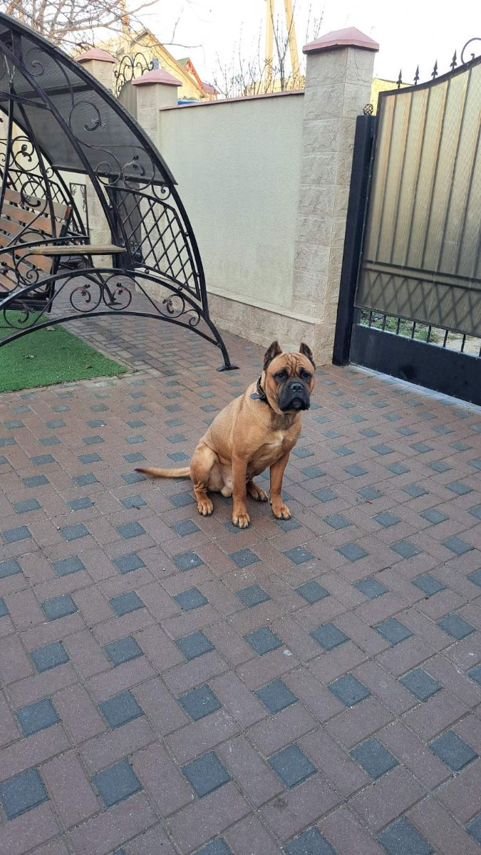 Cane corso  foto 1