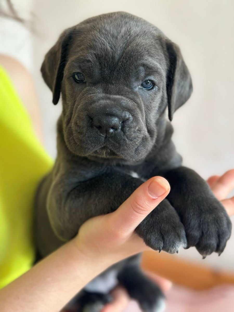 Cane Corso cu pedigree foto 0