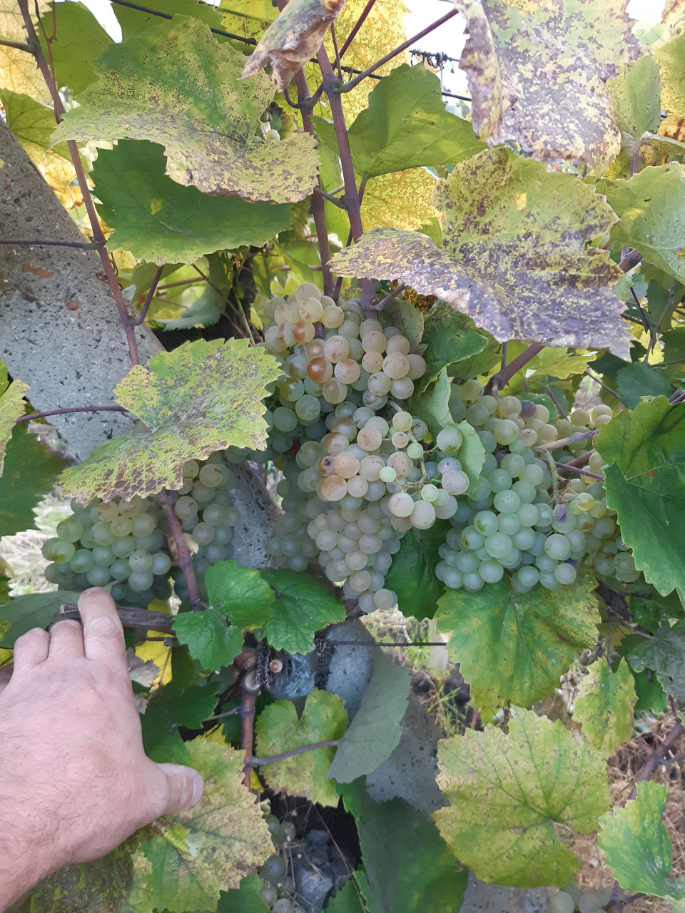 Vind struguri Aligote si Sauvignion. Продаю виноград Алиготе и Савигнион