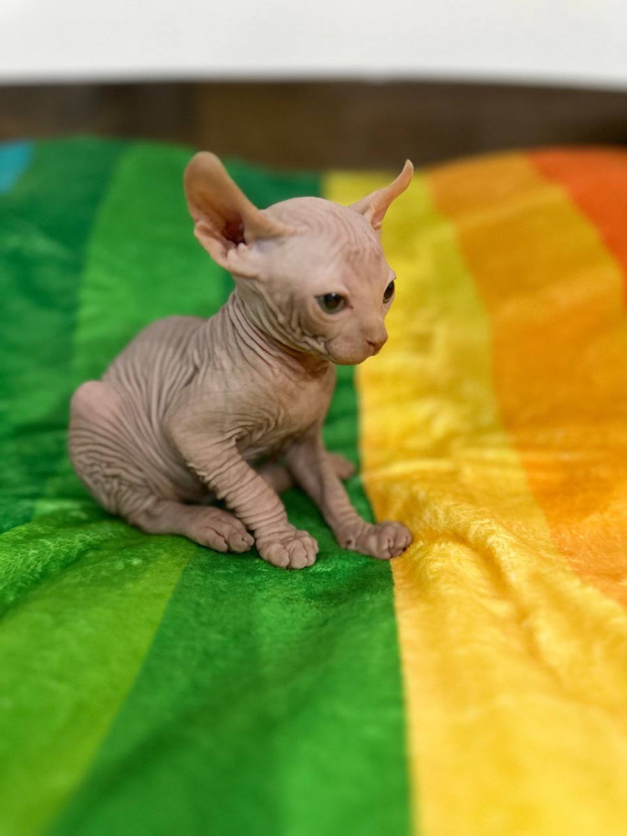 Котёнок Sphynx Elf фото 2