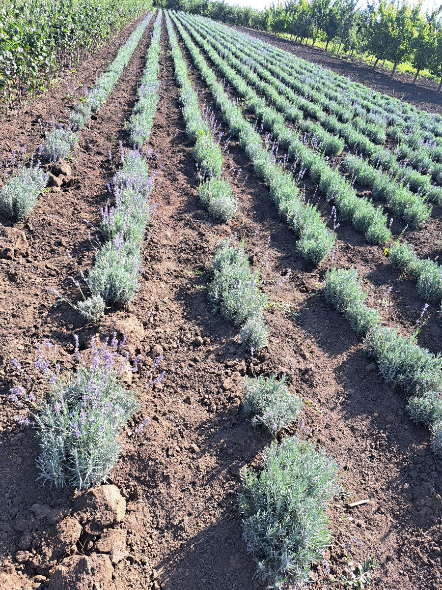 Lavanda foto 7