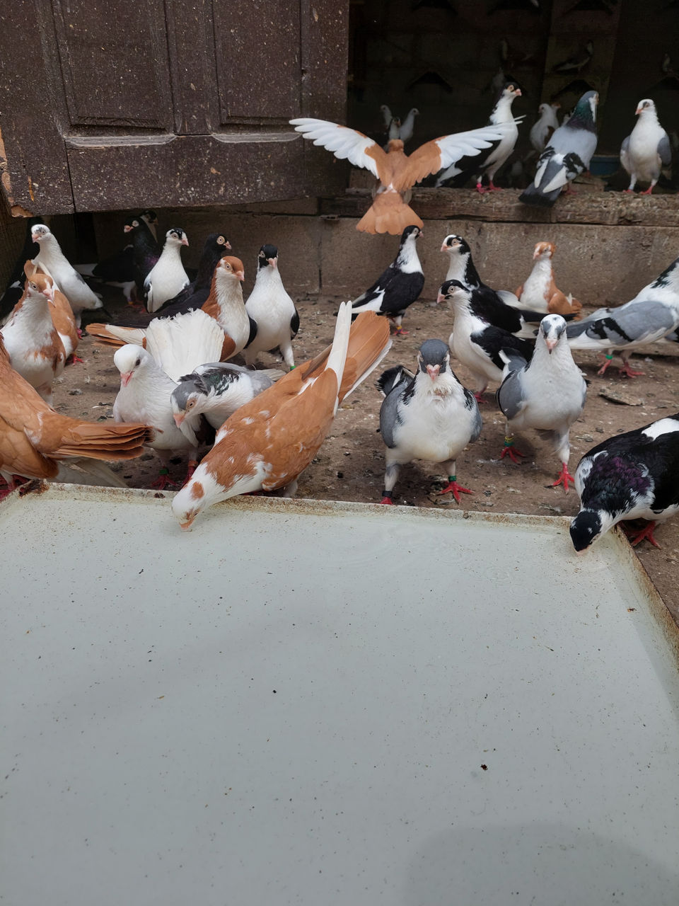 Porumbei Jucatori de Galati foto 0