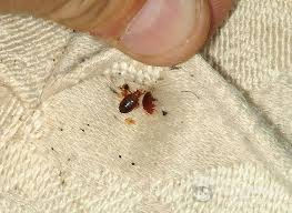 Servicii Dezinsectie Plosnite tratament, Gindaci de bucătărie , Purici etc. foto 1