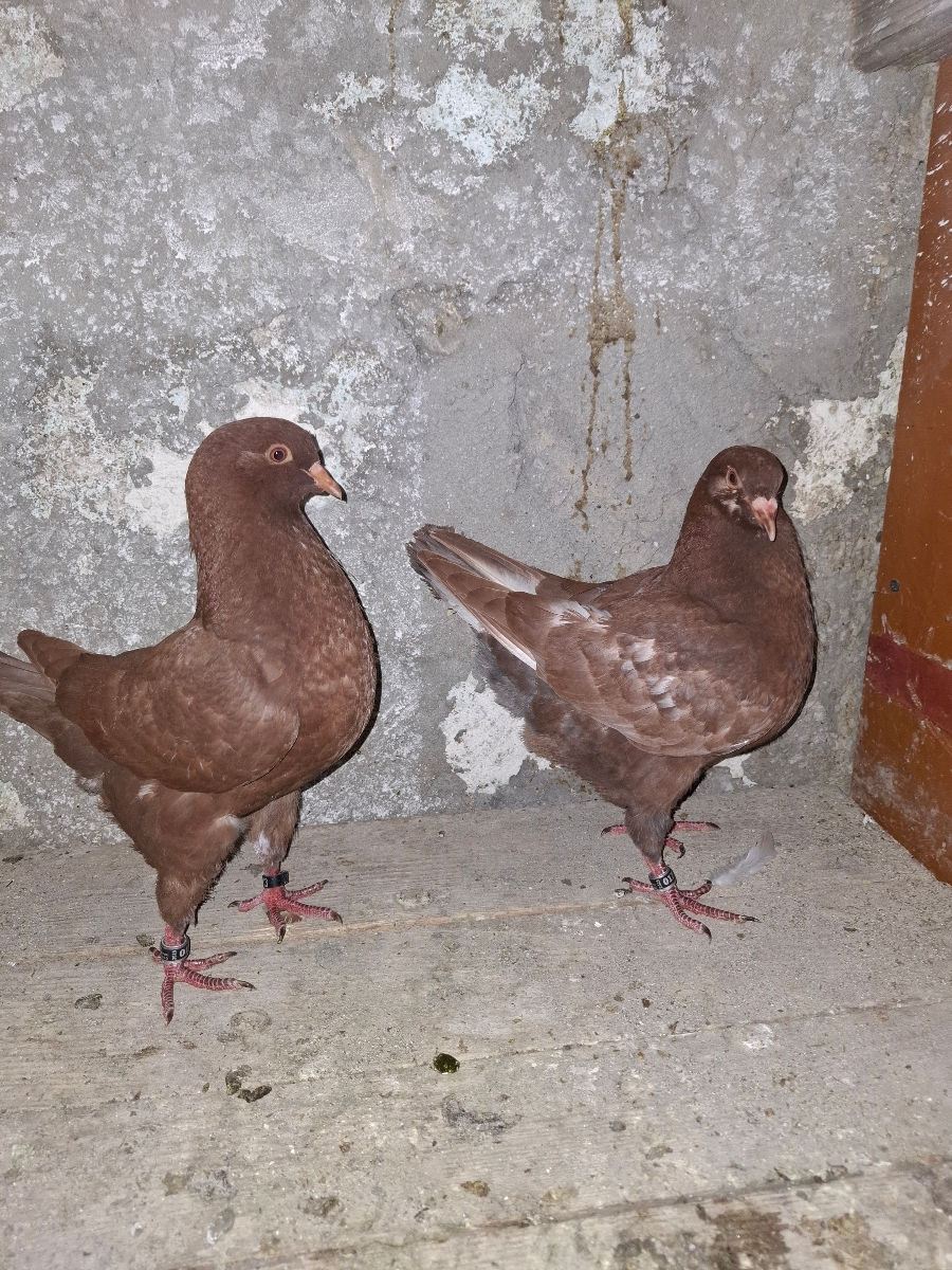 🕊️ Porumbei de rasă – King și Texani, talie mare 🕊️

 foto 0