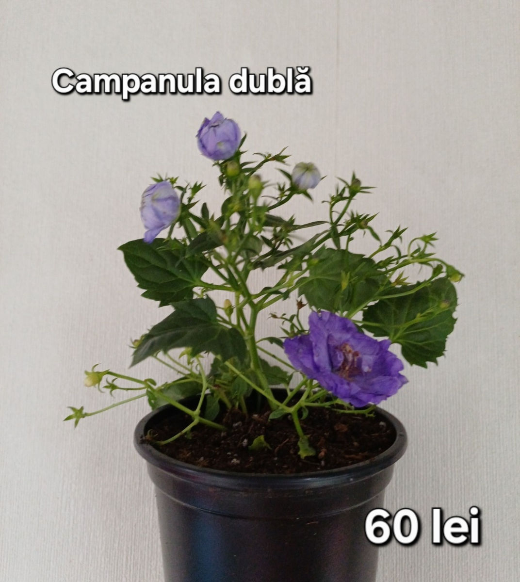 Plante de cameră, adaptate, crescute cu foto 3