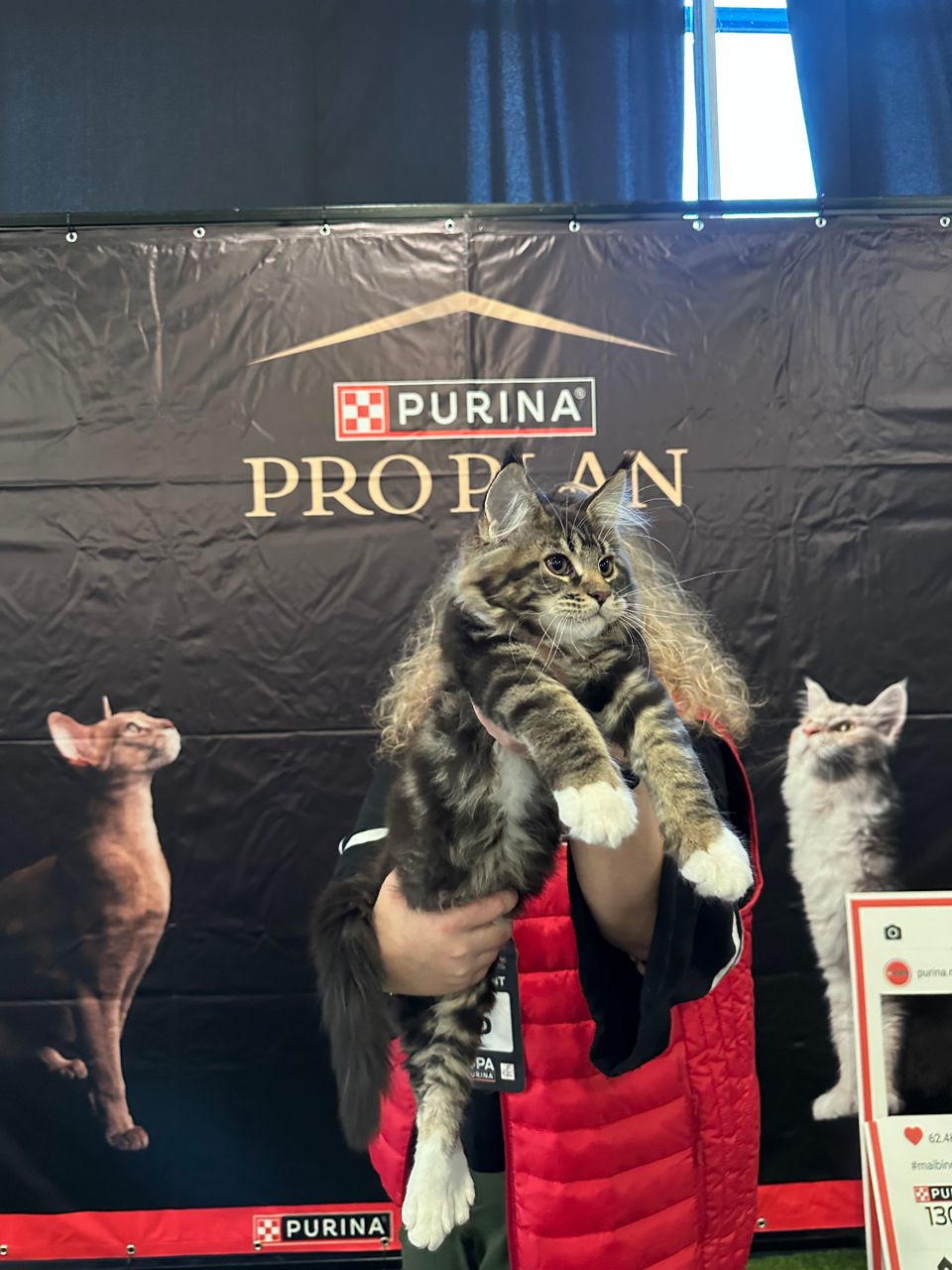 Котята породы Maine Coon! На сообщения не отвечаю! foto 4