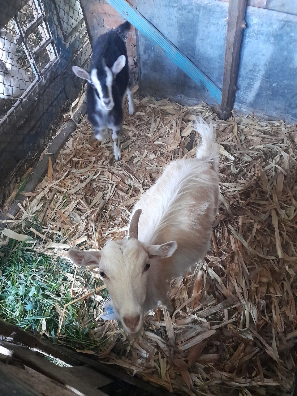 Продам козочку, либо обмен