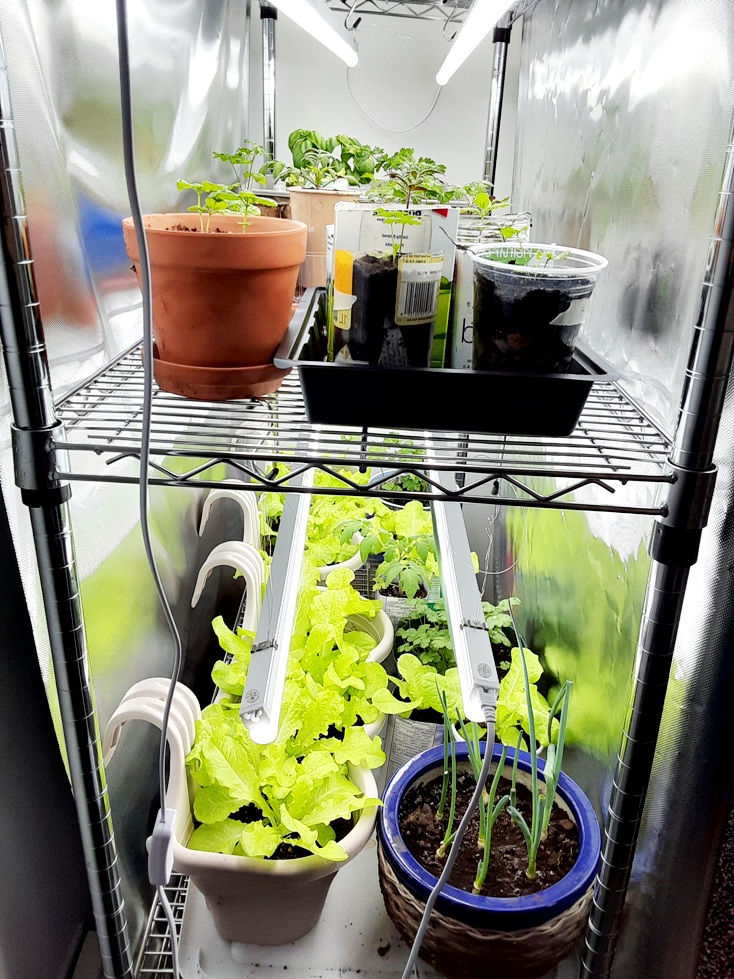 Mini sere pentru casa, GrowBox, Grow Tent, camera de crestere foto 3