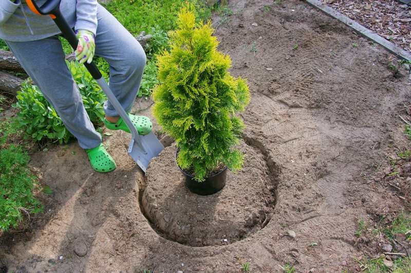 Sapturi manual/motobloc curatenie in gradina.Plantare copaci ,tuns iarba,demolare, hamali foto 0