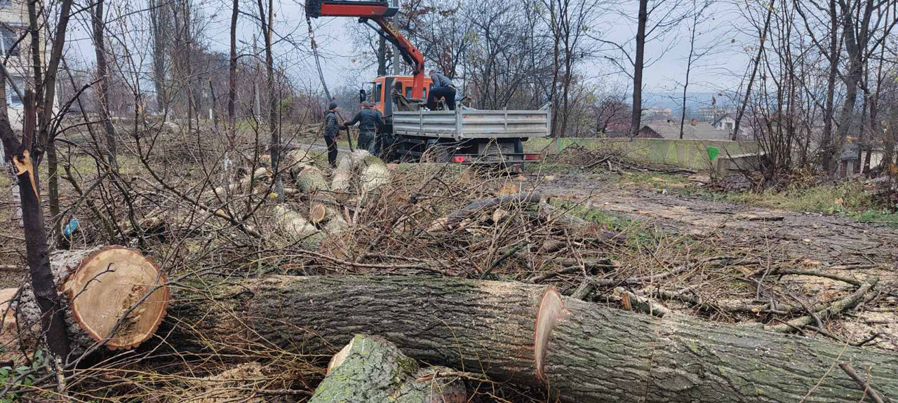 Servicii tăiere a copacilor sau crengilor problematice! foto 3