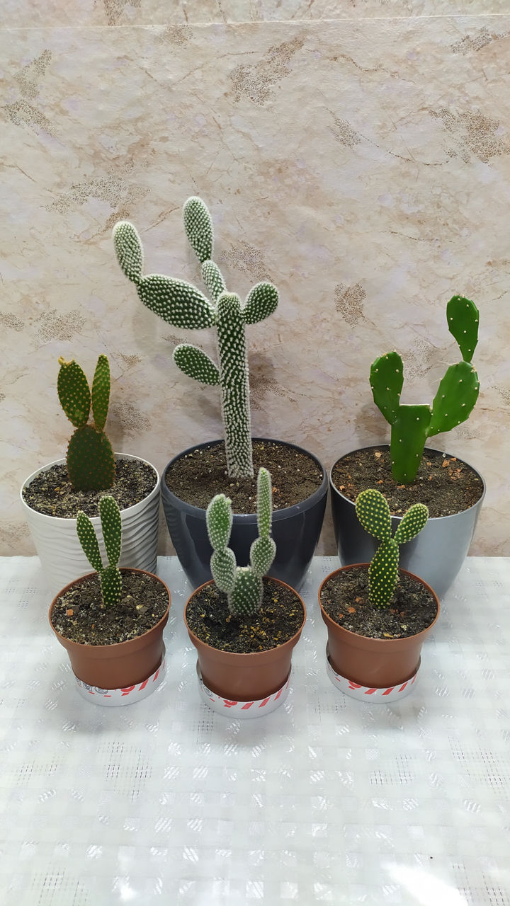 Cactus.Livrare. / Кактус. Доставка. foto 3