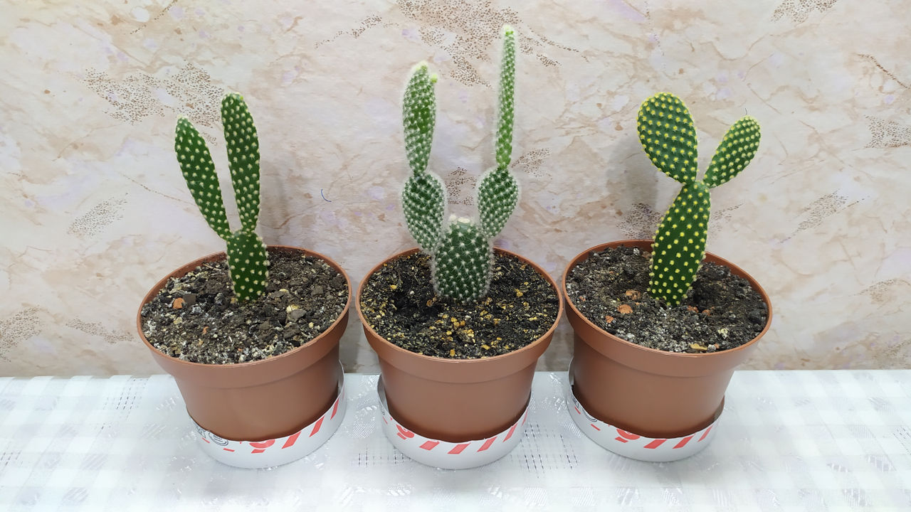 Cactus.Livrare. / Кактус. Доставка. foto 4