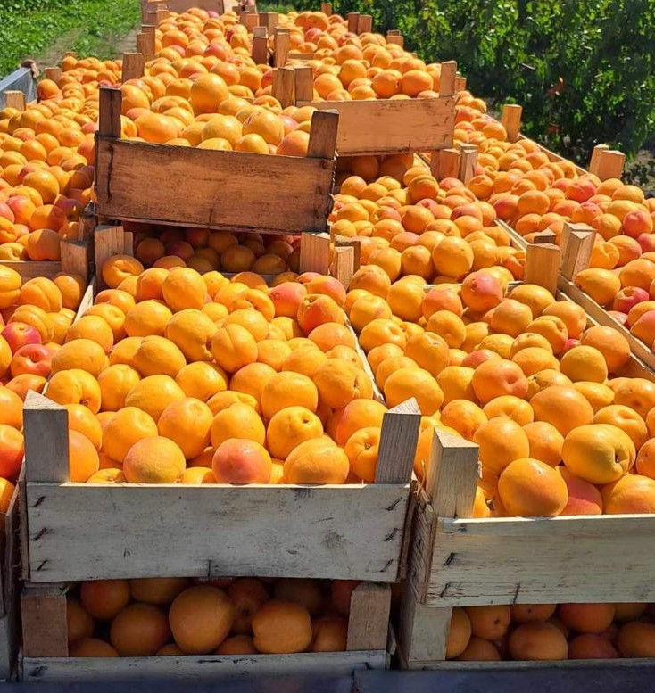 Pomi fructiferi ! / Саженцы ! - Prăsad și alte specii ... foto 16