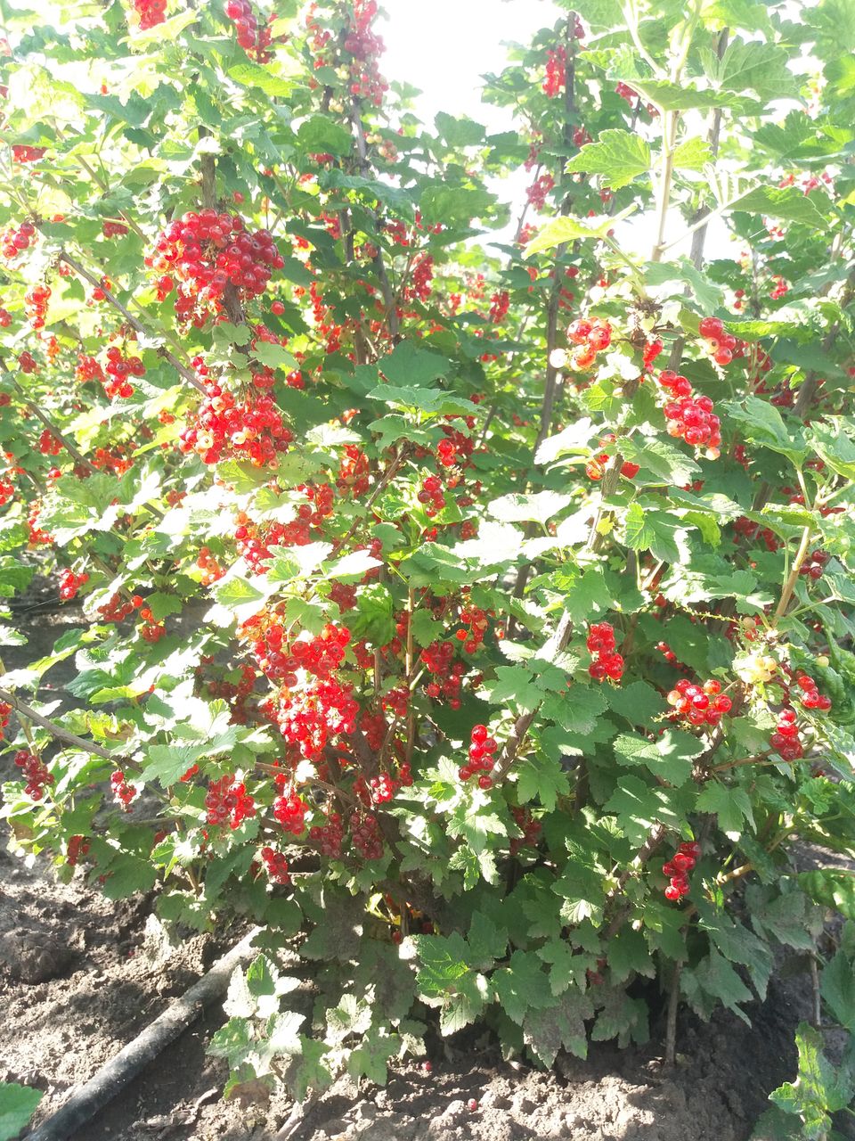 Vind smorodina rosie coacaza direct de la producator in jur de 600kg foto 4